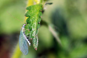 Common Green Lacewing