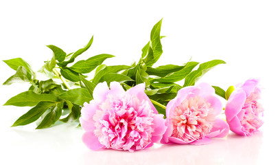 Three pink peonies isolated on white