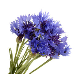 cornflowers isolated on white