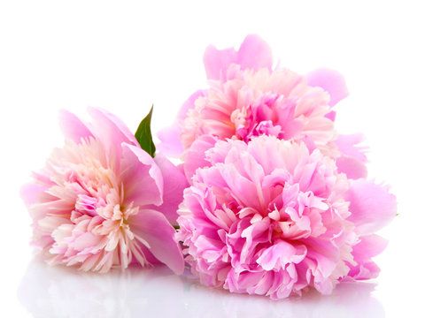 Fototapeta pink peonies flowers isolated on white