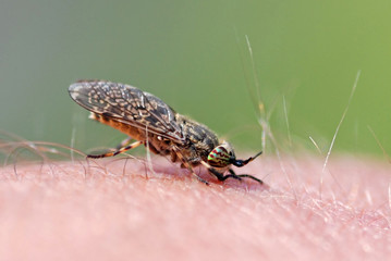 Horse Fly Biting