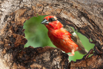 oiseau dans un trou d'écorce