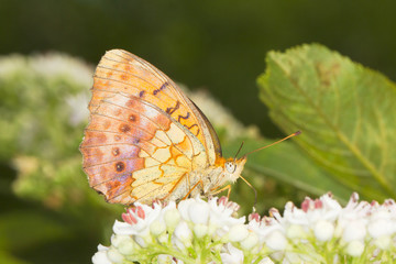 Marbled Fritillary Butterfly (Brenthis daphne) on a white flower