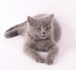 British kitten on white background
