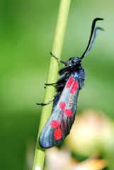 Five Spot Burnet Moth