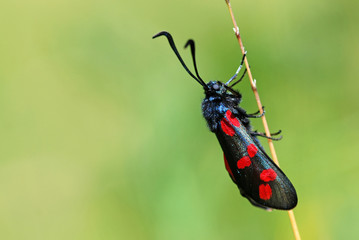 Five Spot Burnet Moth