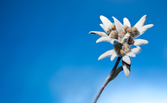 Edelwei&szlig; vor blauem Himmel