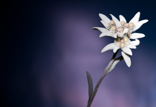 Edelweiss vor dunklem Hintergrund