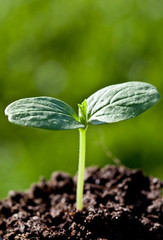Green seedling (sprout)