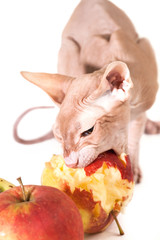cat with apples