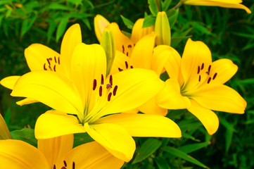 Gelbe Lilien © greenpapillon
