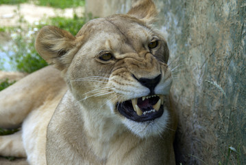 Lion