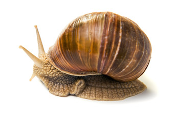 snail on a white background