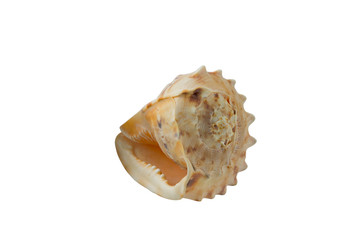 Sea shell isolated on white