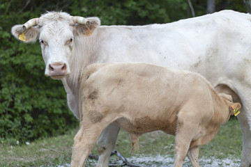 Vache qui allaite