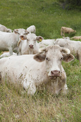 Fototapeta premium Vaches et veaux des alpes dans un prés