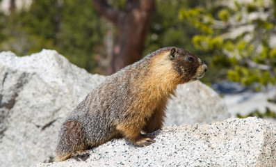 Curious Marmot