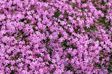 Obraz premium Chionodoxa forbesii