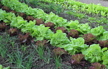 Lignes de salades vertes bio dans le jardin. Laitues et batavia dans le potager.