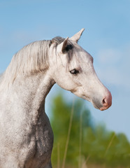 White horse portrait on the summer background