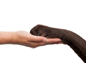 Dog paw and human hand doing a handshake