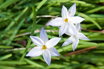 Naklejka premium White Flowers