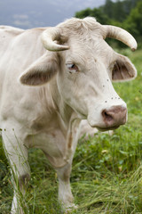 Naklejka na ściany i meble Pastwiska krowy mleczne