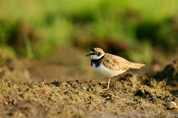 Sieweczka rzeczna (Charadrius dubius)  Little Ringed Plover © artel120(Minasyan)