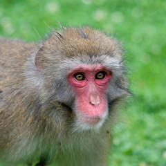 Naklejka na ściany i meble Portret macaque