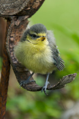 a fledgling sitting on a tree bark