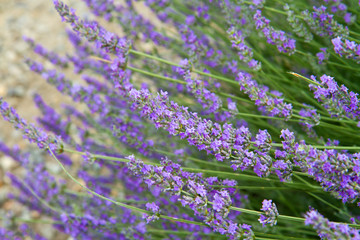 fiori di lavanda