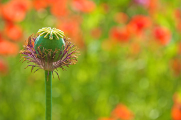 a poppy capsule on a soft colorful background