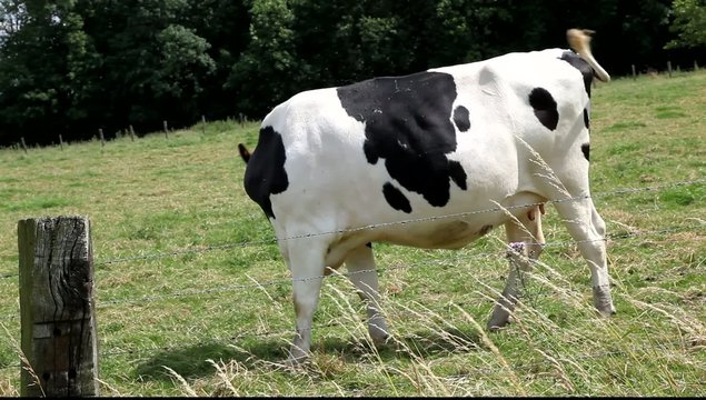 vache