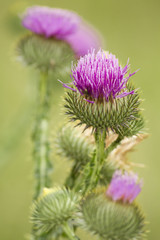 Eselsdistel