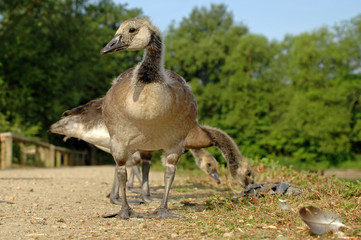 Canada Goose Gosling