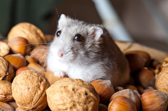 Hamster And Nuts