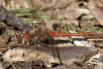 Libellula poggiata in terra