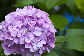 blue Hydrangea flower