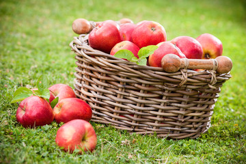 Fresh ripe apples in basket
