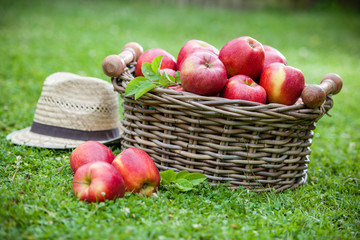 Fresh ripe apples in basket