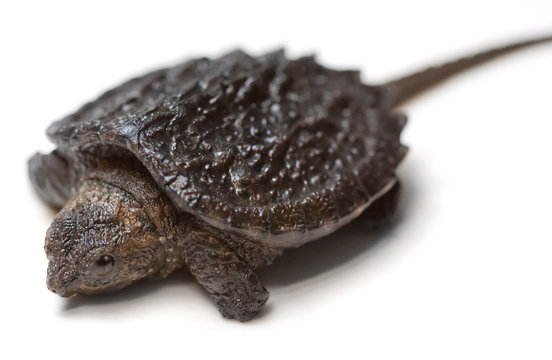 Snapping Turtle