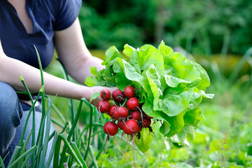 picking vegetables