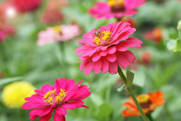 Obraz premium Zinnia color pink flowers with bee