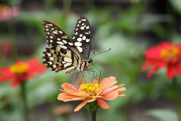 Fototapeta na wymiar Motyl na różowy Zinnia