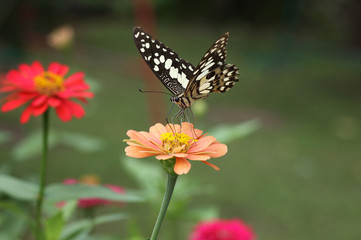 Fototapeta na wymiar Motyl na różowy Zinnia