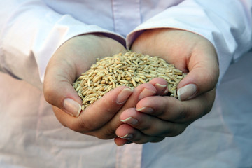 Wheat in woman's hand