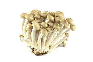 Abstract clump of Brown beech mushrooms   Buna Shimeji