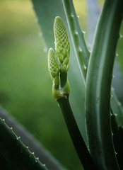Aloe vera bud