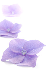 Obraz premium アジサイの花のパーツ
