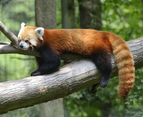 Red Panda